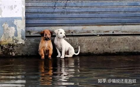 狗走失會去哪|【狗走失會去哪】狗狗走失會出沒的地方大公開！找出牠們尋家的。